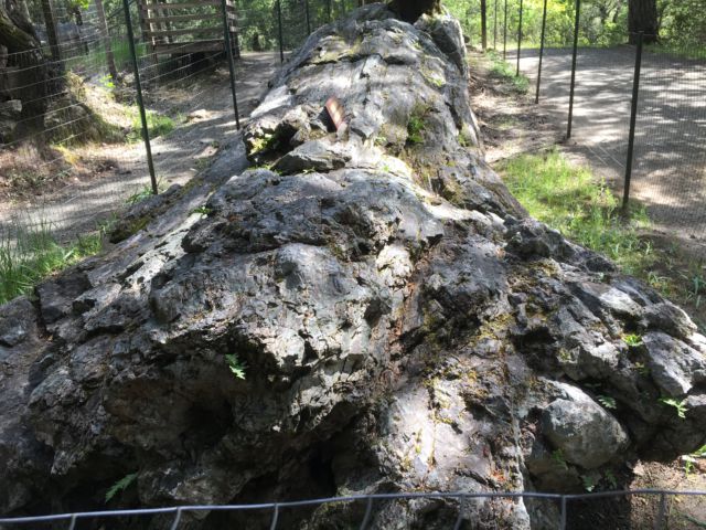 Petrified Forest redwood Napa Valley day trip Petrified redwood Napa Valley
