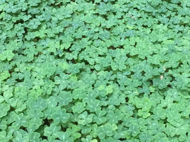 Redwood sorrel Redwood sorrel