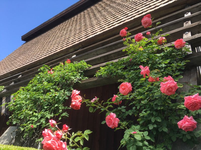 Rutherford Hill Winery ,Napa Valley day trip Rutherford Hill Winery roses