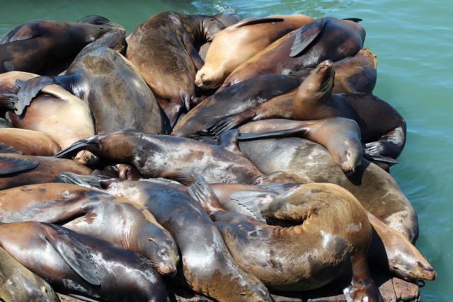 San Francisco harbor sea lions