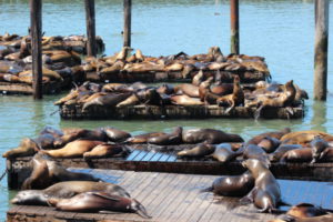 San Francisco sea lions