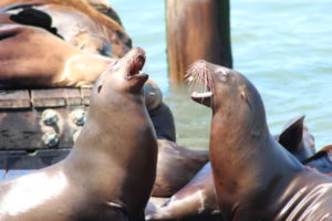 San Francisco sea lions making noise