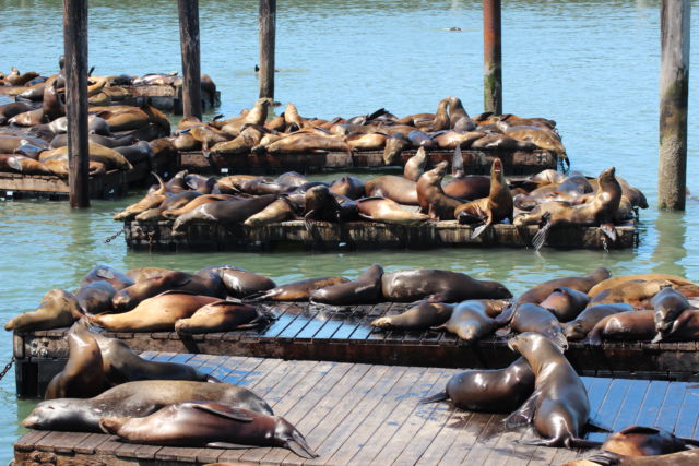 San Francisco sea lions