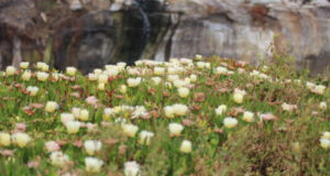 San Francisco to Monterey ice plants