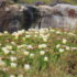 San Francisco to Monterey ice plants