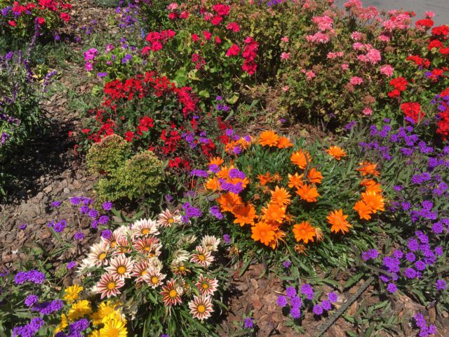 San Francisco Wharf flowers