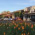 Sonoma center