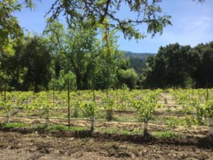 Sterling Vineyards California