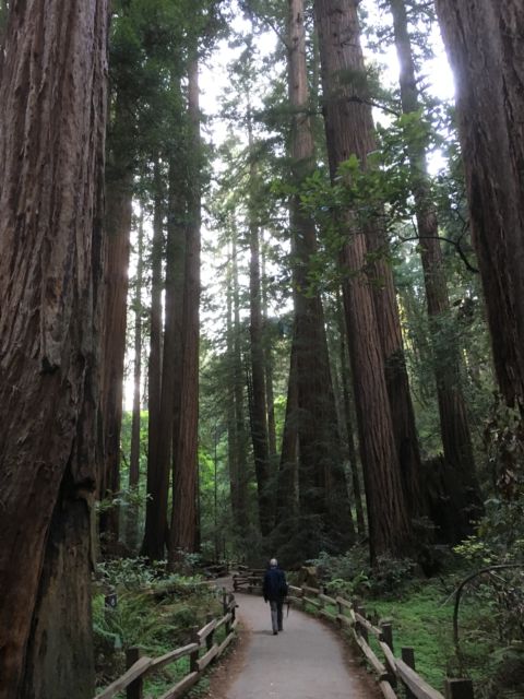 Muir Woods Redwood Creek Trail Walking the Muir Woods Redwood Creek Trail