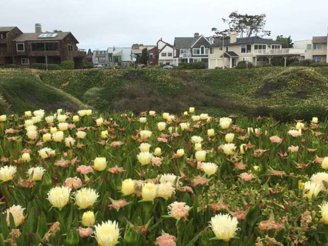 West Cliff Drive flowers San Francisco to Monterey: West Cliff Drive flowers