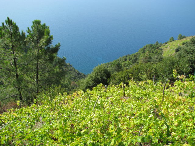 Cinque Terre vineyards Hiking Cinque Terre Trails, vineyards and sea