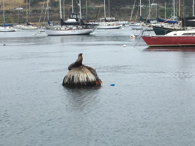 Monterey sea lion Monterey harbor seal