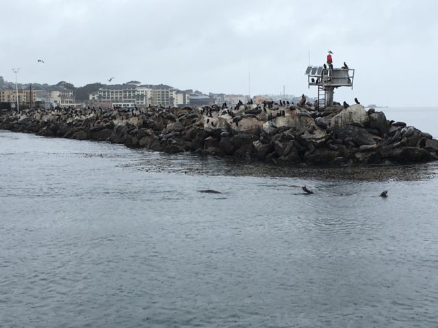 Monterey sea lions Monterey harbor seals