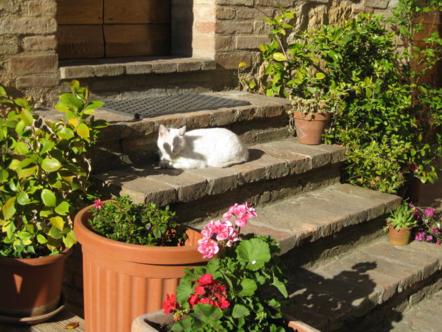 Tuscany scenic drive, a cat in Pienza Tuscany scenic drive, a Pienza cat