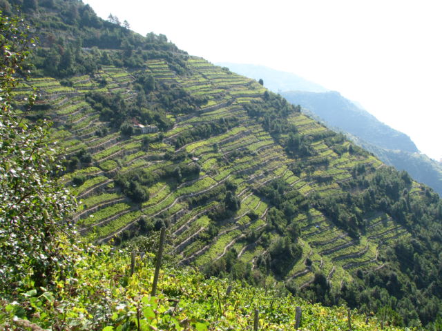 Terraced vineyards of Cinque Terre