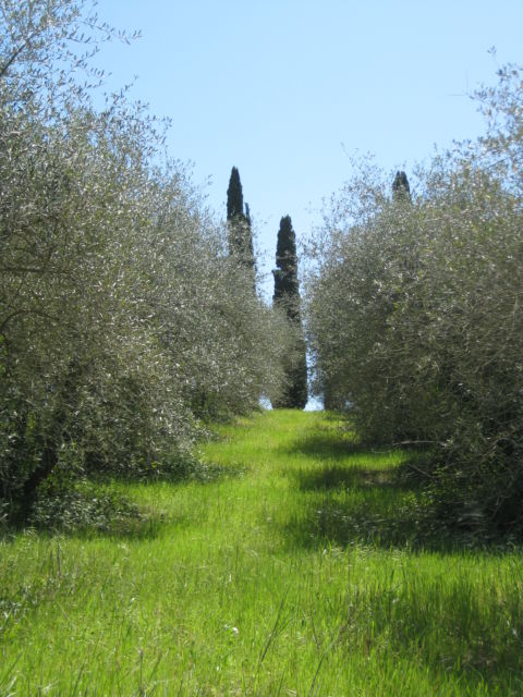 Tuscany Scenic Drive olive trees Tuscany Scenic Drive olive trees