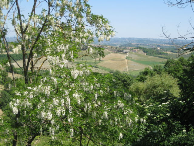 Tuscany Scenic Drive, San Gimignano Tuscany Scenic Drive view