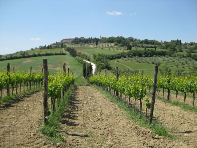 Tuscany vineyards Tuscany scenic drive vineyards