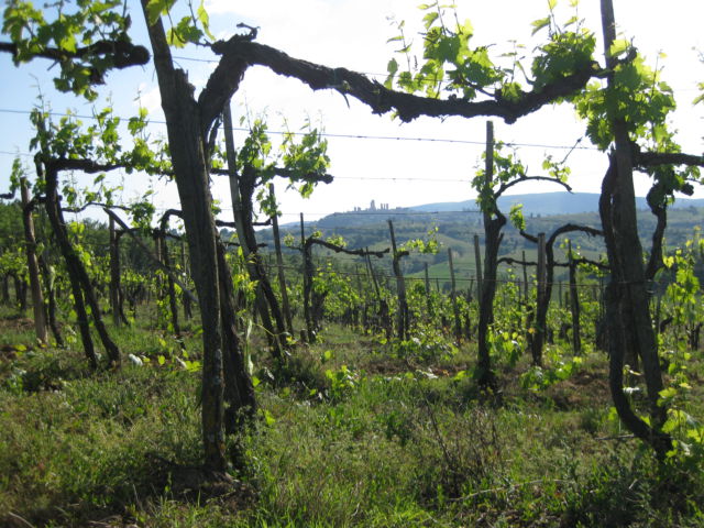 Tuscany Scenic Drive San Gimignano vineyard Tuscany Scenic Tour vineyards