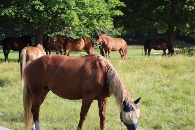 Kaknästornet horses