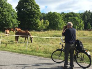 Photographing horses