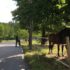 Stockholm nature tour by bike