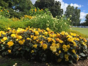 Stockholm nature tour by bike, flowers