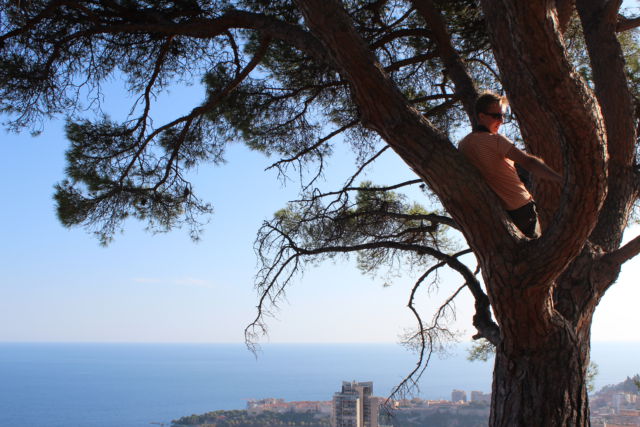 Photographing from a tree Photographing from the tree