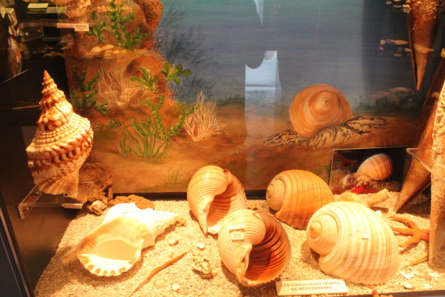 Saint-Jean sea shell museum