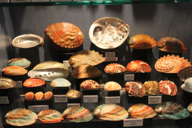 Saint-Jean seashell museum Saint-Jean sea shell museum