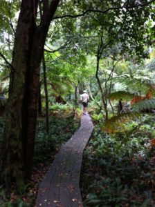 Mallacoota rainforest