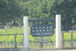 Andrew Murray winery Curtis Estate Vineyard