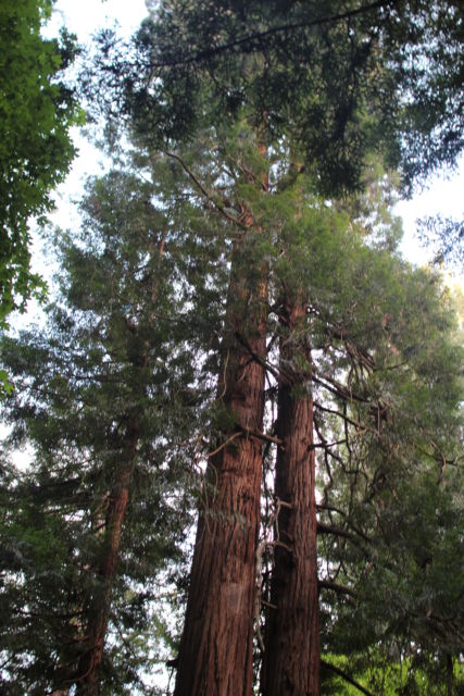 Muir Woods Redwood Forest Muir Woods Redwood Forest