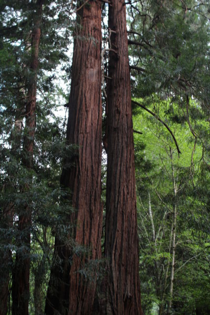 Muir Woods Redwood Forest Muir Woods Redwood Forest