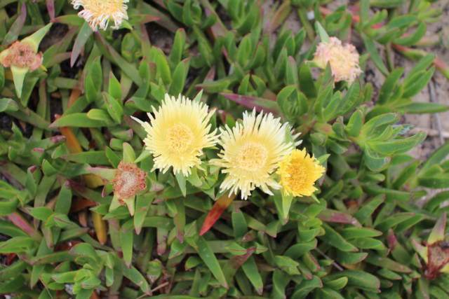 Santa Barbara ice flowers Santa Barbara ice flowers