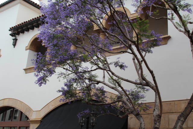 Santa Barbara Spanish building and jacaranda Santa Barbara in one day, Spanish building and jacaranda