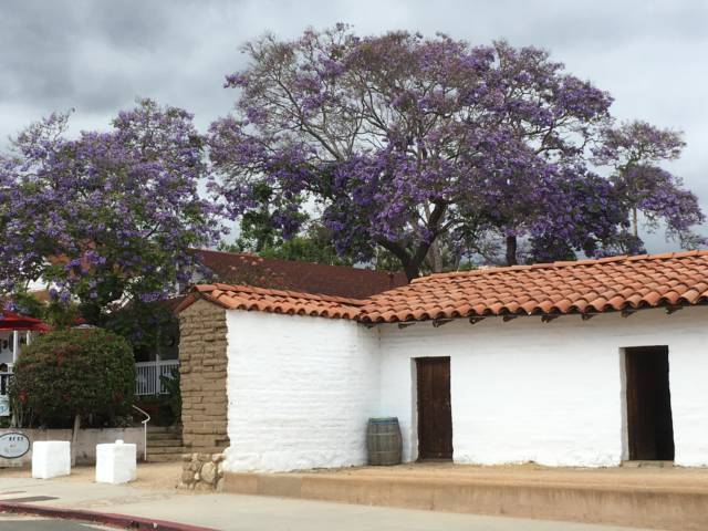 Santa Barbara jacarandas Santa Barbara in one day, jacarandas