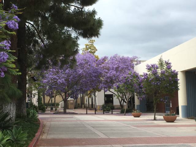 Santa Barbara jacarandas Santa Barbara jacarandas
