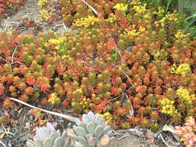 Santa Barbara Mission succulents Santa Barbara Mission succulents
