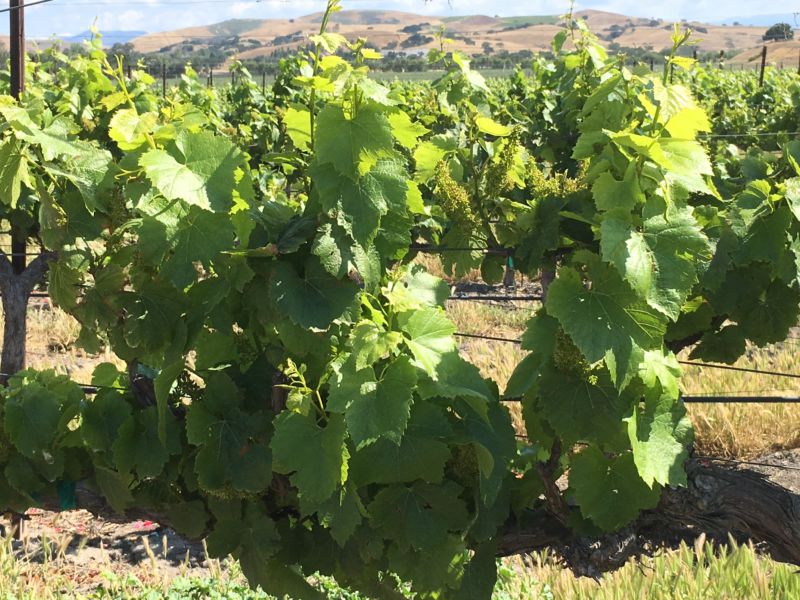 Santa Ynez Valley grapes Santa Ynez Valley grapes