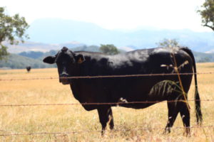 Santa Ynez Valley cow Santa Ynez Valley cow