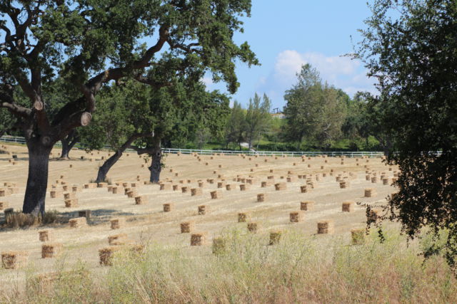 Santa Ynez Valley farm Santa Ynez Valley farm