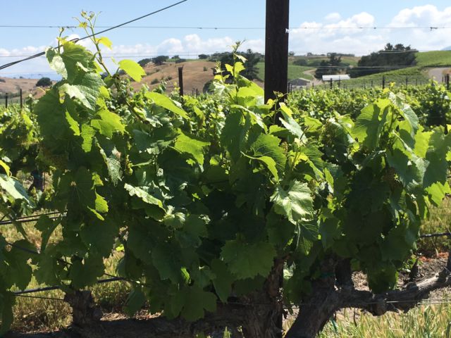 Santa Ynez Valley Wine Country Santa Ynez Valley grapes