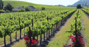 Santa Ynez Valley vineyard view