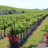 Santa Ynez Valley vineyard view