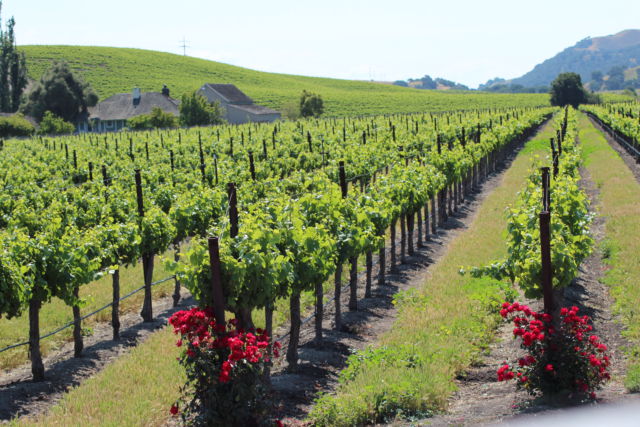 Santa Ynez Valley vineyard view Santa Ynez Valley vineyard view