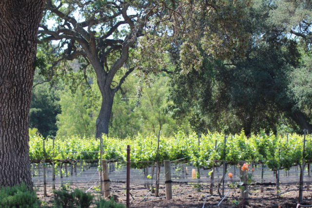 Santa Ynez Valley Wine Country Santa Ynez Valley Wine Country California