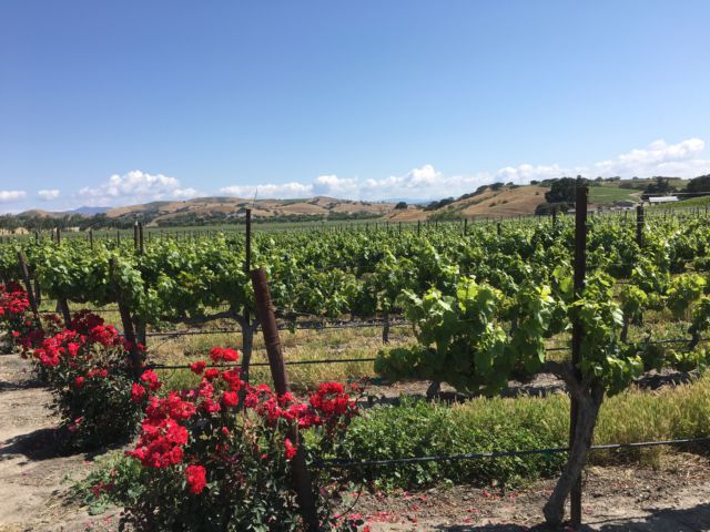 Santa Ynez Valley Wine Country Santa Ynez Valley Wine Country view