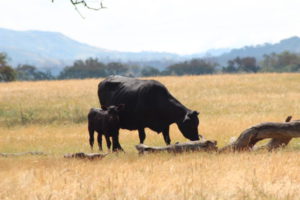 Santa Ynez Valley wine country cattle Ynez Valley cows