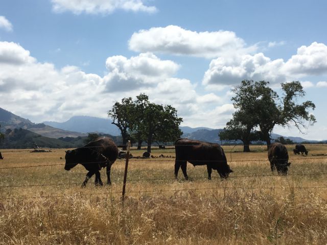 Santa Ynez Valley wine country cows Ynez Valley winery cows grazing